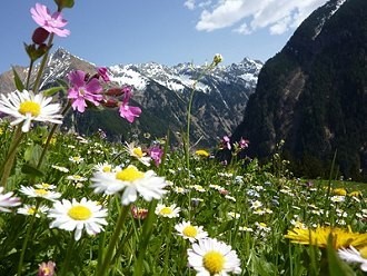 Bergwiese mit Blumen in Südtirol