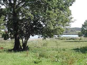 Heidelandschaft in der Lüneburger Heide