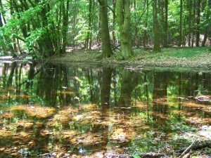 Wald bei Wohlenberg